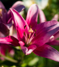 Lilie Purple Dream - Lilium asiatica - cibule lilie - 1 ks