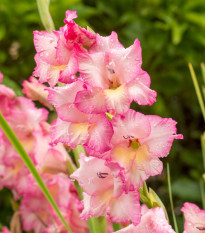 Gladiol Priscilla - Gladiolus - hlízy gladiol - 3 ks