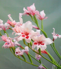 Gladiol nanus Elvira - Gladiolus - hlízy gladiol - 3 ks