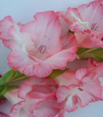 Gladiol Pink Lady – Gladiolus – mečíky – hlízy