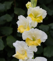 Gladiol Buggy – Gladiolus – mečíky – hlízy