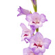 Gladiol Venezia – Gladiolus – mečíky – hlízy