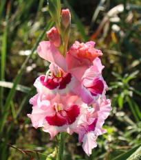 Gladiol Dreamy Creamy - Gladiolus - hlízy gladiol - 3 ks