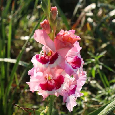 Gladiol Dreamy Creamy - Gladiolus - hlízy gladiol - 3 ks