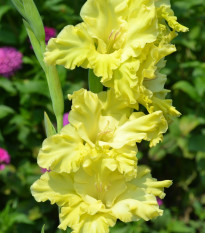 Gladiol Banana Ruffle - Gladiolus - hlízy gladiol - 3 ks