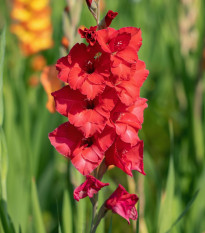 Gladiol Fire Ruffle – Gladiolus – mečíky – hlízy