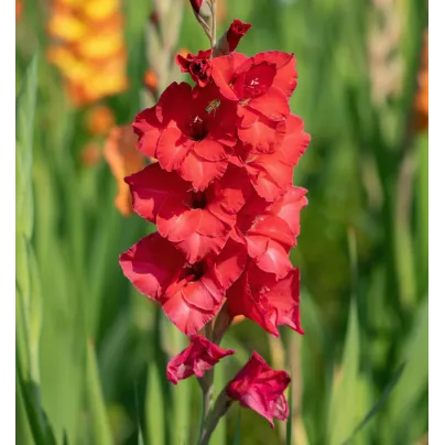 Gladiol Fire Ruffle – Gladiolus – mečíky – hlízy