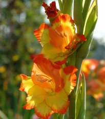 Gladiol Princess Margaret Rose - Gladiolus - hlízy gladiol - 3 ks