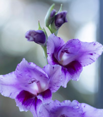 Gladiol Passos – Gladiolus – mečíky – hlízy