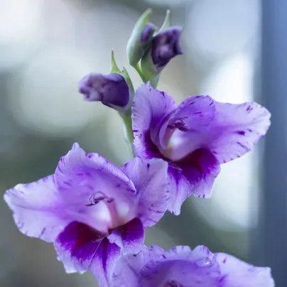 Gladiol Passos – Gladiolus – mečíky – hlízy