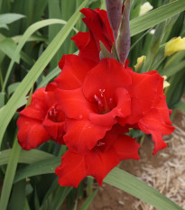 Gladiol Mascagni - Gladiolus - hlízy gladiol - 3 ks