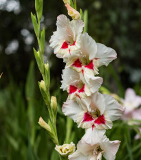 Gladiol Ajax – Gladiolus – mečíky – hlízy