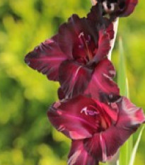 Gladiol Black Sea - Gladiolus - hlízy gladiol - 3 ks