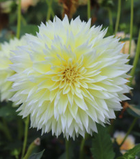 Jiřinka Canary Fubuki – Dahlia – hlízy jiřinek