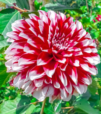 Jiřinka Red and White Fubuki - Dahlia - hlízy jiřinek - 1 ks