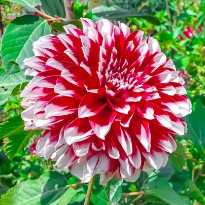 Jiřinka Red and White Fubuki - Dahlia - hlízy jiřinek - 1 ks