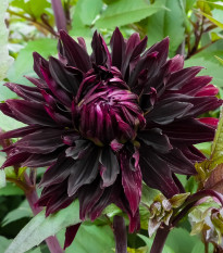 Jiřinka Black Touch - Dahlia - hlízy jiřinek - 1 ks