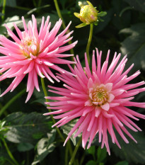 Jiřinka Park Princess – Dahlia – hlízy jiřinek