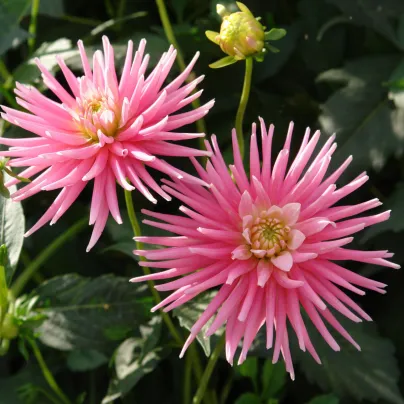 Jiřinka Park Princess – Dahlia – hlízy jiřinek