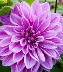 Jiřinka Lilac Time - Dahlia - hlízy jiřinek - 1 ks