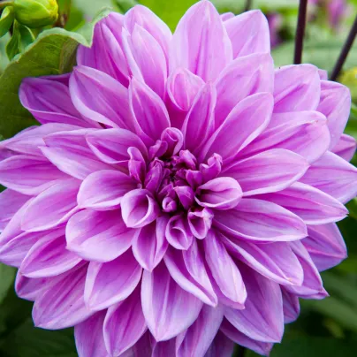 Jiřinka Lilac Time - Dahlia - hlízy jiřinek - 1 ks