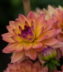 Jiřinka Melody Dora - Dahlia hybrida - hlízy jiřinek - 1 ks