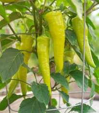 Paprika Sweet Banana - Capsicum annuum - osivo papriky - 7 ks