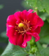 Jahodník Summer Breeze Rose F1 - Fragaria - osivo jahodníku - 10 ks