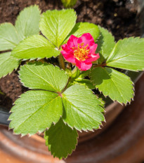 Jahodník Summer Cherry Rose F1 - Fragaria - osivo jahodníku - 10 ks