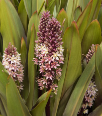 Chocholatice tečkovaná – Eucomis comosa – cibule