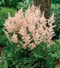 Čechrava Peach Blossom – Astilbe japonica – hlízy čechravy