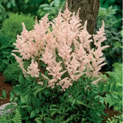 Čechrava Peach Blossom – Astilbe japonica – hlízy čechravy