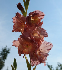 Gladiol čokoládový - Gladiolus - hlízy gladiol - 3 ks