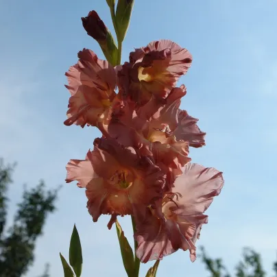 Gladiol čokoládový - Gladiolus - hlízy gladiol - 3 ks