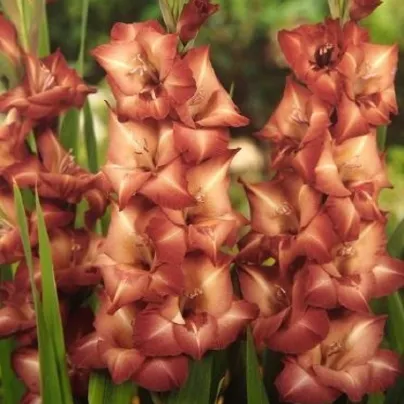 Gladiol Indian Summer - Gladiolus - hlízy gladiol - 3 ks