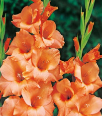 Gladiol Peter Pears - Gladiolus - hlízy gladiol - 3 ks