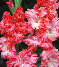 Gladiol You Two Frizzle - Gladiolus - hlízy gladiol - 3 ks