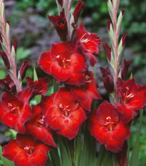 Gladiol Azuro - Gladiolus - hlízy gladiol - 3 ks