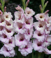 Gladiol Venezia - Gladiolus - hlízy gladiol - 3 ks