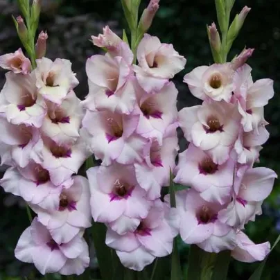 Gladiol Venezia - Gladiolus - hlízy gladiol - 3 ks