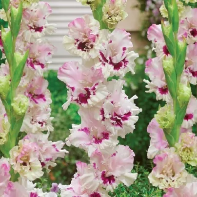 Gladiol Dreamy Creamy - Gladiolus - hlízy gladiol - 3 ks