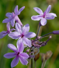 Česnek divoký BIO - Allium sativum - bio cibulky česneku - 1 kus