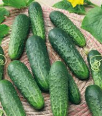 Okurka Najada F1 - Cucumis sativus - osivo okurky - 15 ks