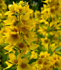 Vrbina obecná - Lysimachia vulgaris - osivo vrbiny - 200 ks