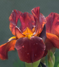 Kosatec německý Red Zinger - Iris germanica - hlízy kosatců - 1 ks