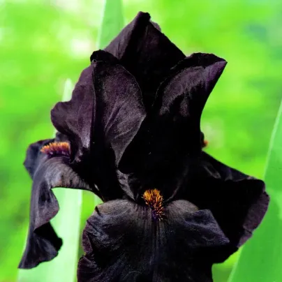 Kosatec německý Black Night - Iris germanica - hlízy kosatců - 1 ks