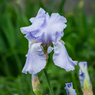 Kosatec německý modrý - Iris germanica - hlízy kosatců - 1 ks