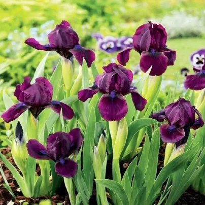 Kosatec nízký Cherry Garden  - Iris pumila - hlízy kosatců - 1 ks