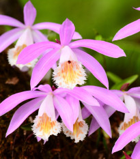 Plejonka - Pleione formosana - hlízy plejonky - 1 ks