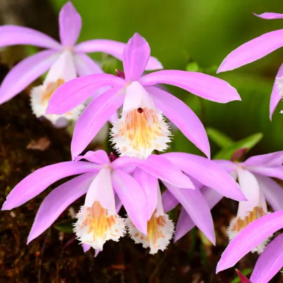 Plejonka - Pleione formosana - hlízy plejonky - 1 ks